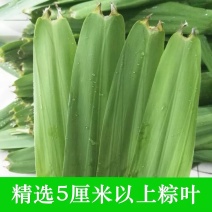 芦苇叶新鲜芦苇叶粽叶