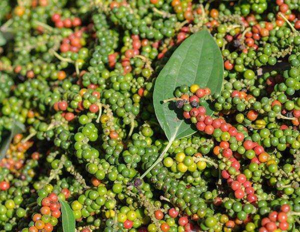 黑胡椒与白胡椒对比图