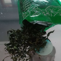 桑叶茶