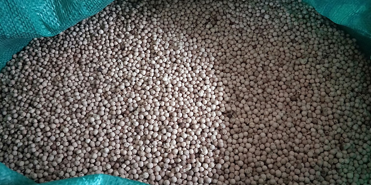 玻璃展柜内陈列白胡椒产业链延伸产品:左起为低温冷榨白胡椒精油(琥珀色液体,滴管瓶装)、白胡椒多酚冻干粉(浅米色粉末,铝箔分装)、‘椰风椒韵’复合调味酱(乳白基底+微黄椒粒,PET瓶装)、SC认证即食胡椒脆片(米白色薄片,独立小袋装);背景为海南热带作物研究所白胡椒活性成分研究论文摘要板 白胡椒深加工产品矩阵展示图