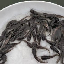 塘鲺鱼苗