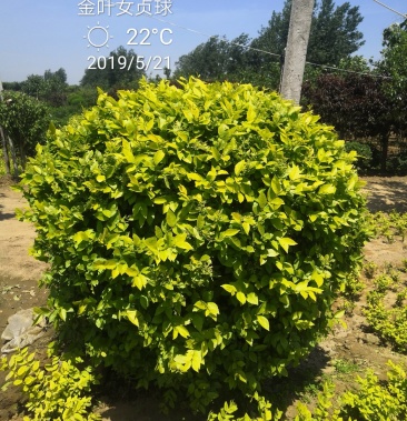 金叶女贞球 冠幅50-2米 金叶女贞冠幅一米五装车220