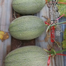 精选小蜜二五，个头均匀，纹路好，口感脆甜爽囗，糖度杠杠的