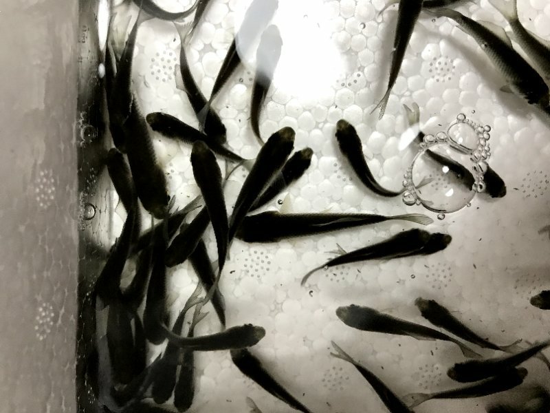 带鱼在水中的游动状态