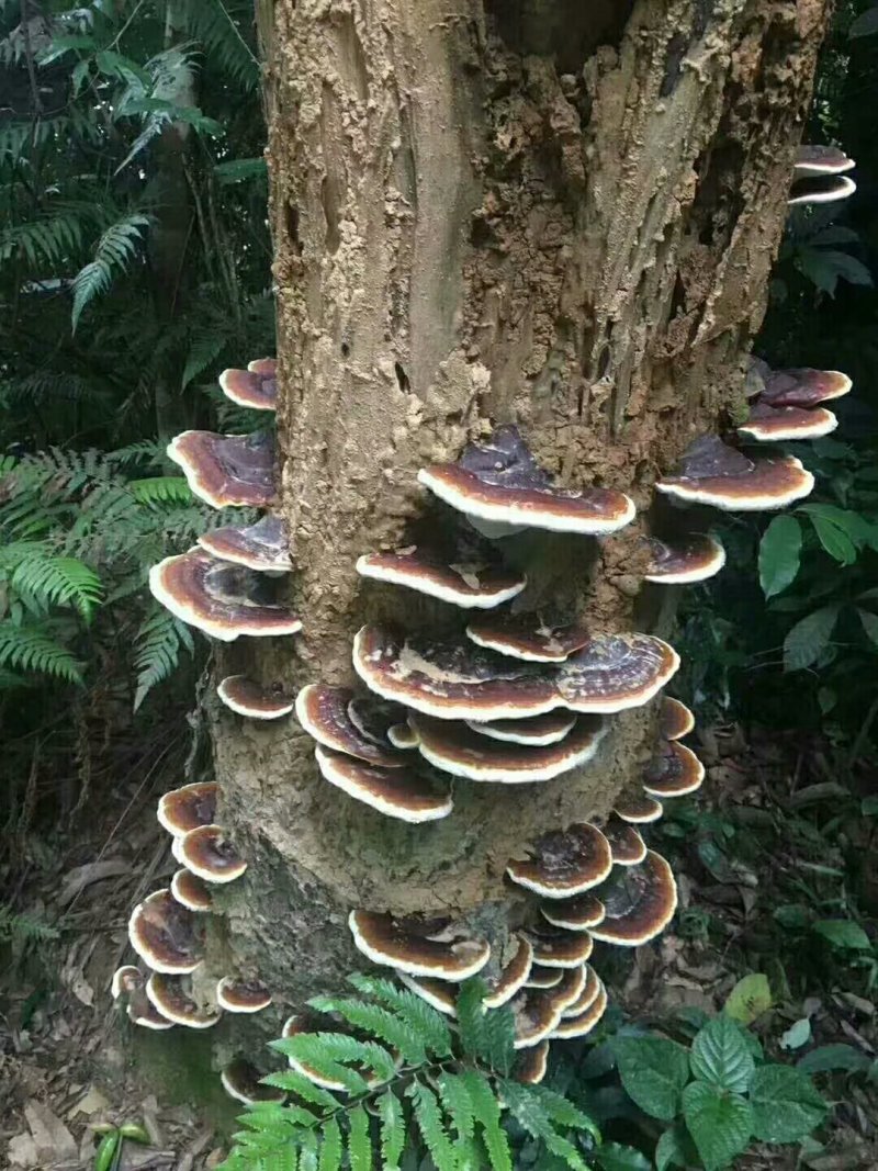 树灵芝