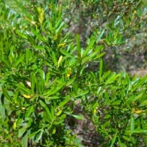 坡柳种子明油子种籽车桑子种子固沙保土耐旱耐寒