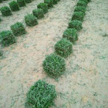 长期供应大叶油草，马尼拉草