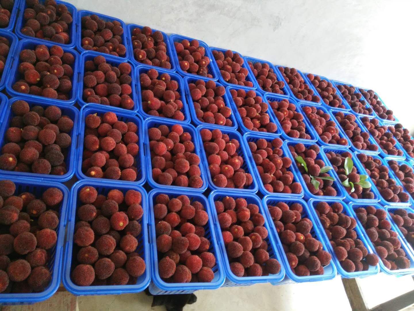 图片展示游客在仙居东魁杨梅果园中采摘的场景,人们手持竹篮,正在挑选成熟的果实 东魁杨梅采摘现场