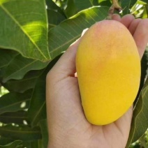 攀枝花小贵妃