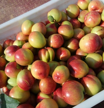 曙光黄肉甜油桃金硕个大味甜耐运输