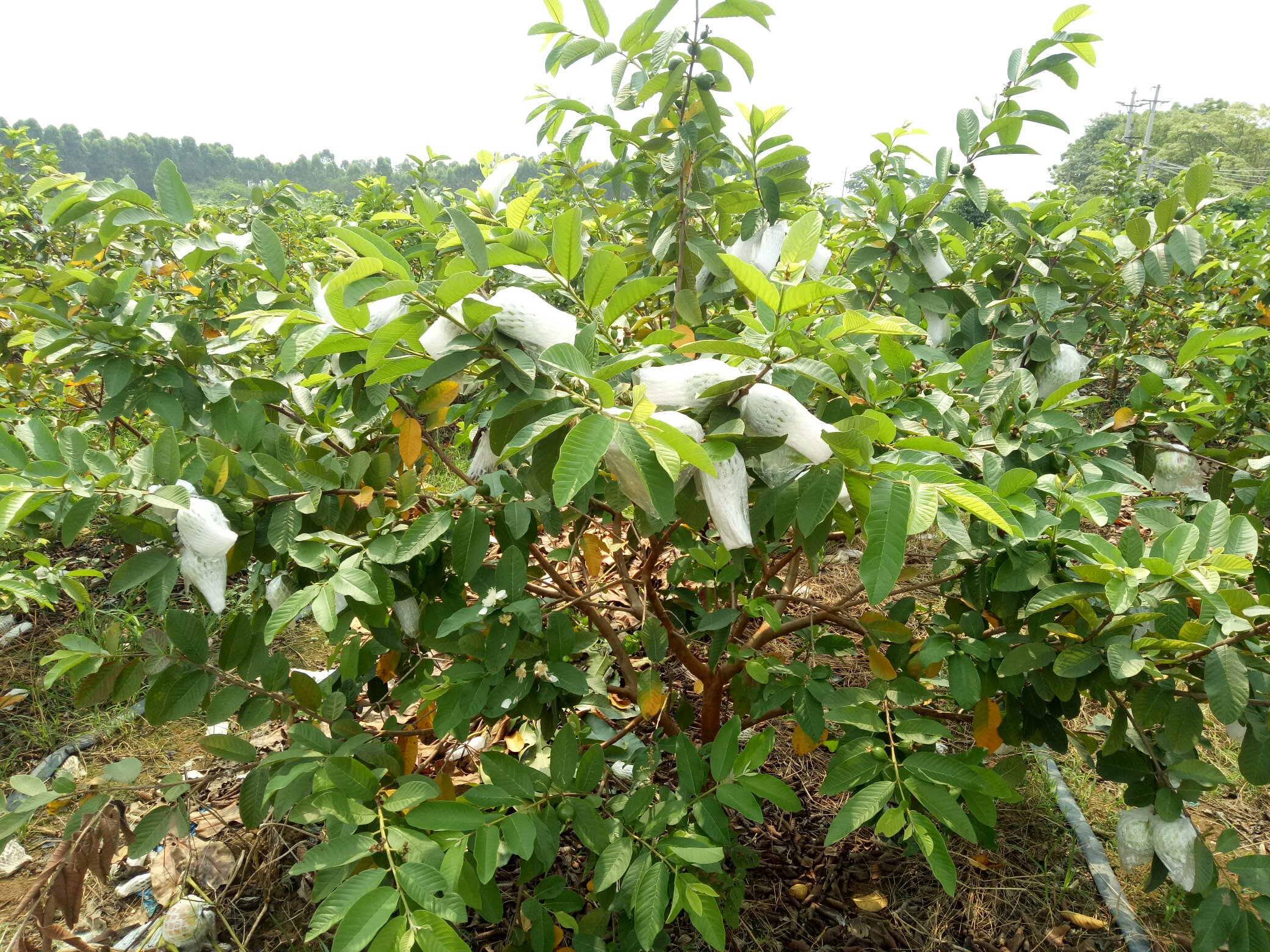 一片茂盛的番石榴种植园,树上挂满大小不一的绿色和浅黄色果实,农民正在采摘成熟果实,阳光透过树叶洒下斑驳光影,展现生态农业场景 番石榴果园实景