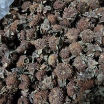 干刺梨