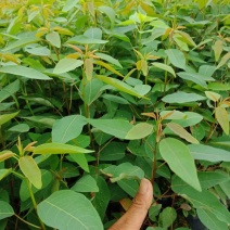 供应山乌桕行道树高度20公分起