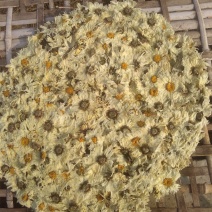 【饼菊】福白菊麻城福田河镇出产地药用菊花饼菊