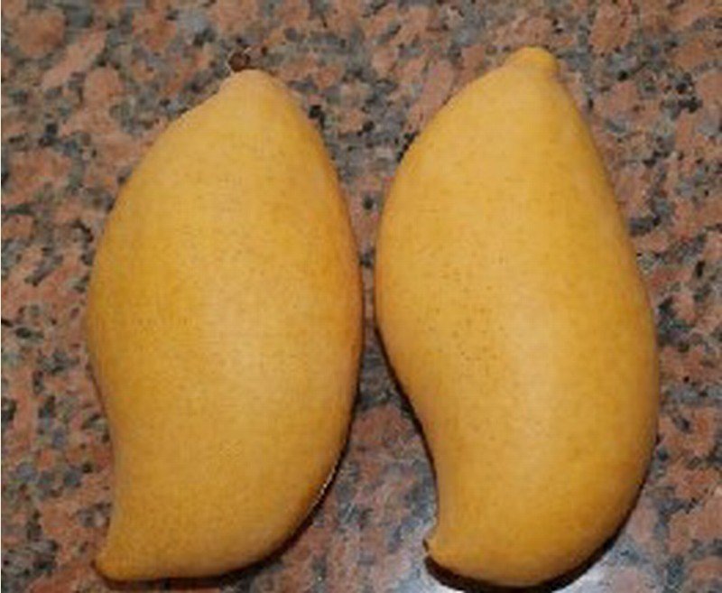 成熟的鹰嘴芒果特写