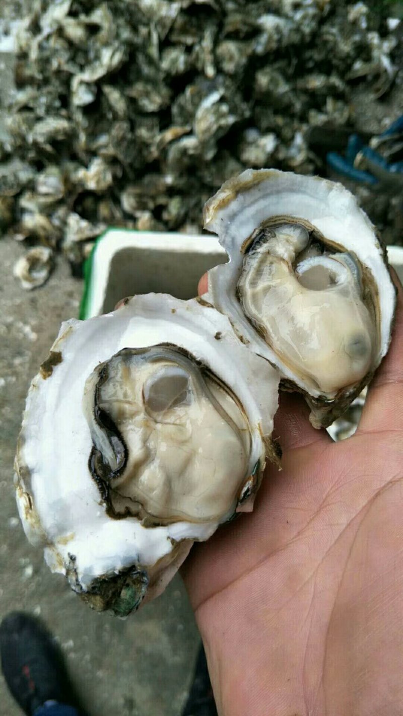 [生蚝批发]广西北海海城区生蚝 7.00元/斤北海海生蚝 _ 一亩田