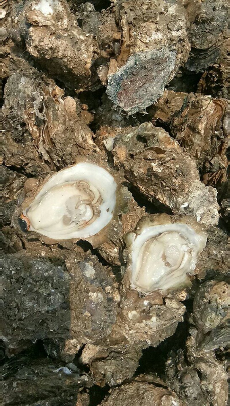 [生蚝批发]广西北海海城区生蚝 7.00元/斤北海海生蚝 _ 一亩田