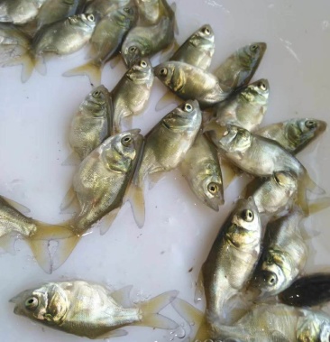 缩骨大头鱼苗,缩骨鳙鱼苗