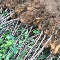 榕树苗大量出售，现在都已嫁接好了
