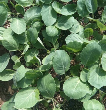 [白菜苗批发]洋白菜苗价格0.15元/棵 - 一亩田