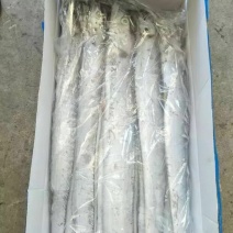 刀鱼
