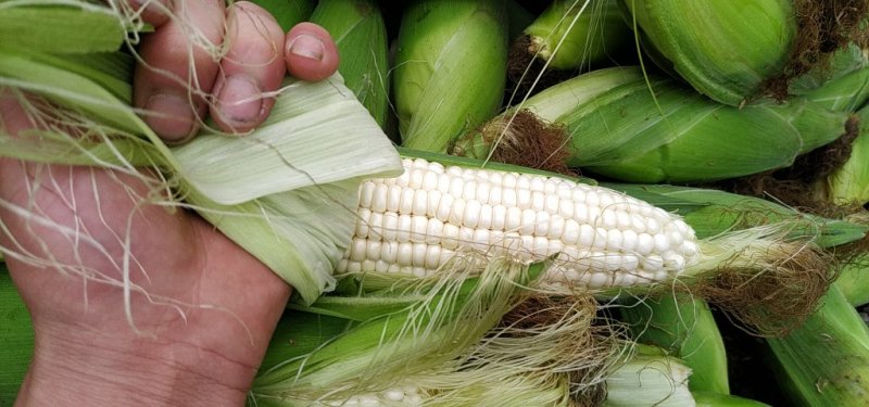 花糯玉米什么时候成熟