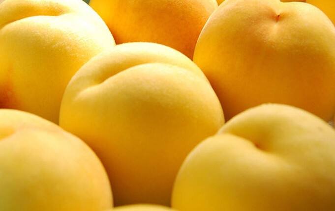 成熟的炎陵黄桃果实特写