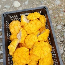 金耳