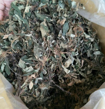 野生白花地胆头,白背草鞋头