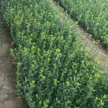 卫矛