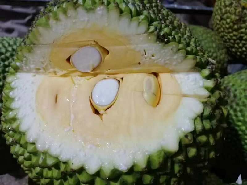一个成熟菠萝蜜被纵向切开,展示内部排列整齐的金黄色果苞,部分果苞周围附着白色乳状纤维组织,背景为绿色叶片 菠萝蜜切开后露出金黄色果肉与白色纤维结构