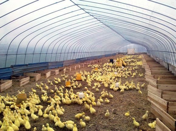 养殖场工作人员正在检查一批狮头鹅苗的健康状况