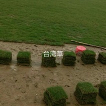 广州增城绿化草皮批发，大叶油草，台湾草