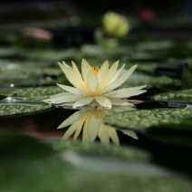 【热卖】河北睡莲种苗，量大从优，可视频看货，欢迎订购