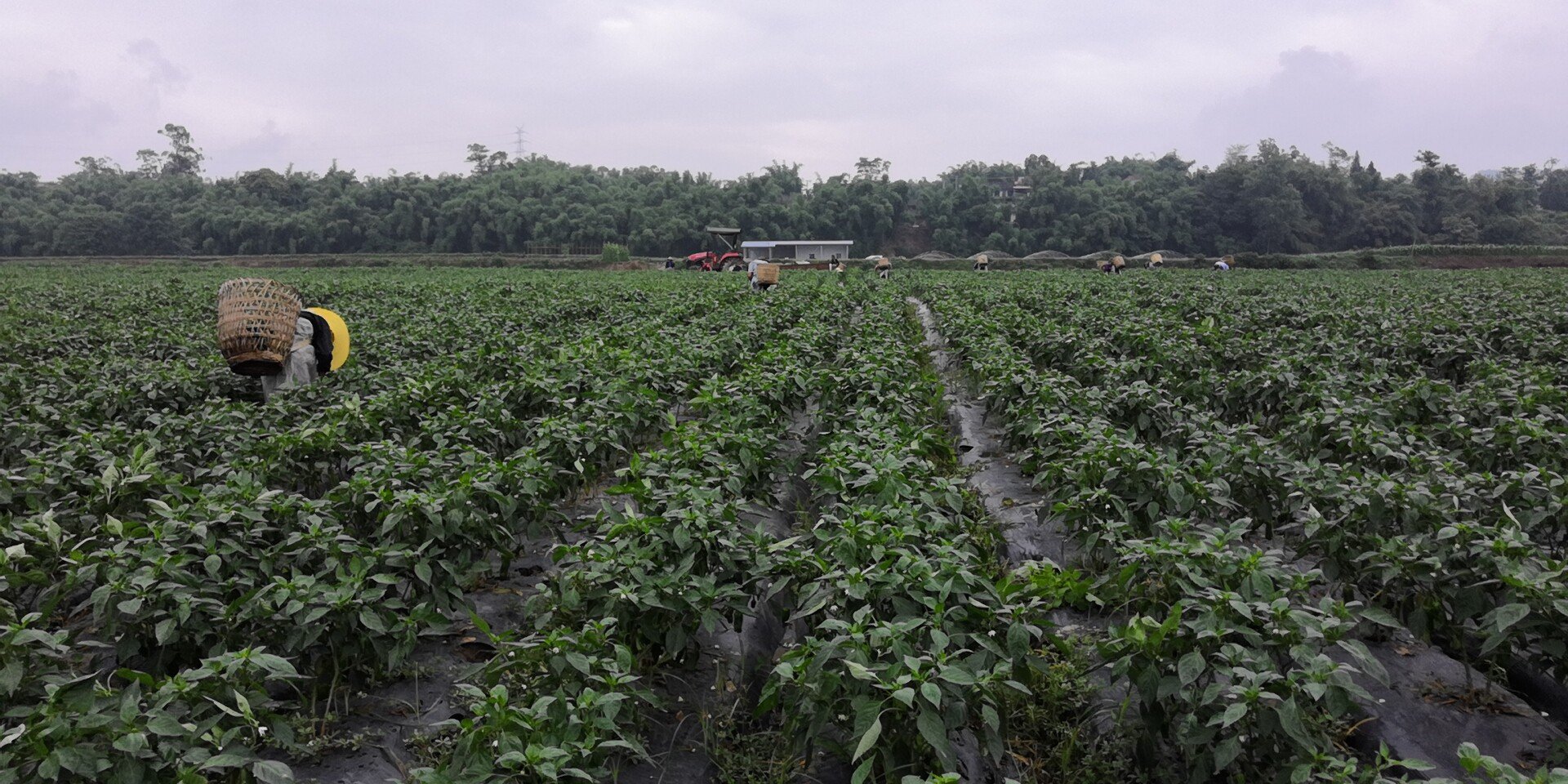清晨人工采椒实景:陕西韩城山区,椒农于日出后两小时内采摘,避免高温导致挥发油损失;竹钩轻摇、白布承接,体现传统‘抢晴采、避露水’的精细化农事操作 农民在清晨薄雾中手工采摘花椒的劳动场景,身着浅色长袖衣帽,手持竹钩轻拉枝条,脚下铺着洁净白布接落果,地面散落少量已摘果实