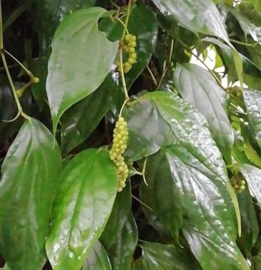 [石楠藤批发]石楠藤价格7.00元/斤 - 一亩田