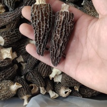 2023年精品头茬肉厚羊肚菌干货促销走量款6-8厘米