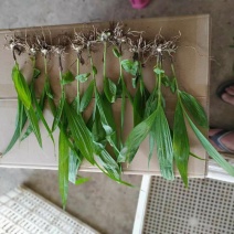 白芨苗(紫花三叉白芨)