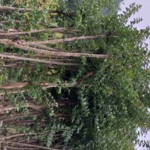 小叶紫薇