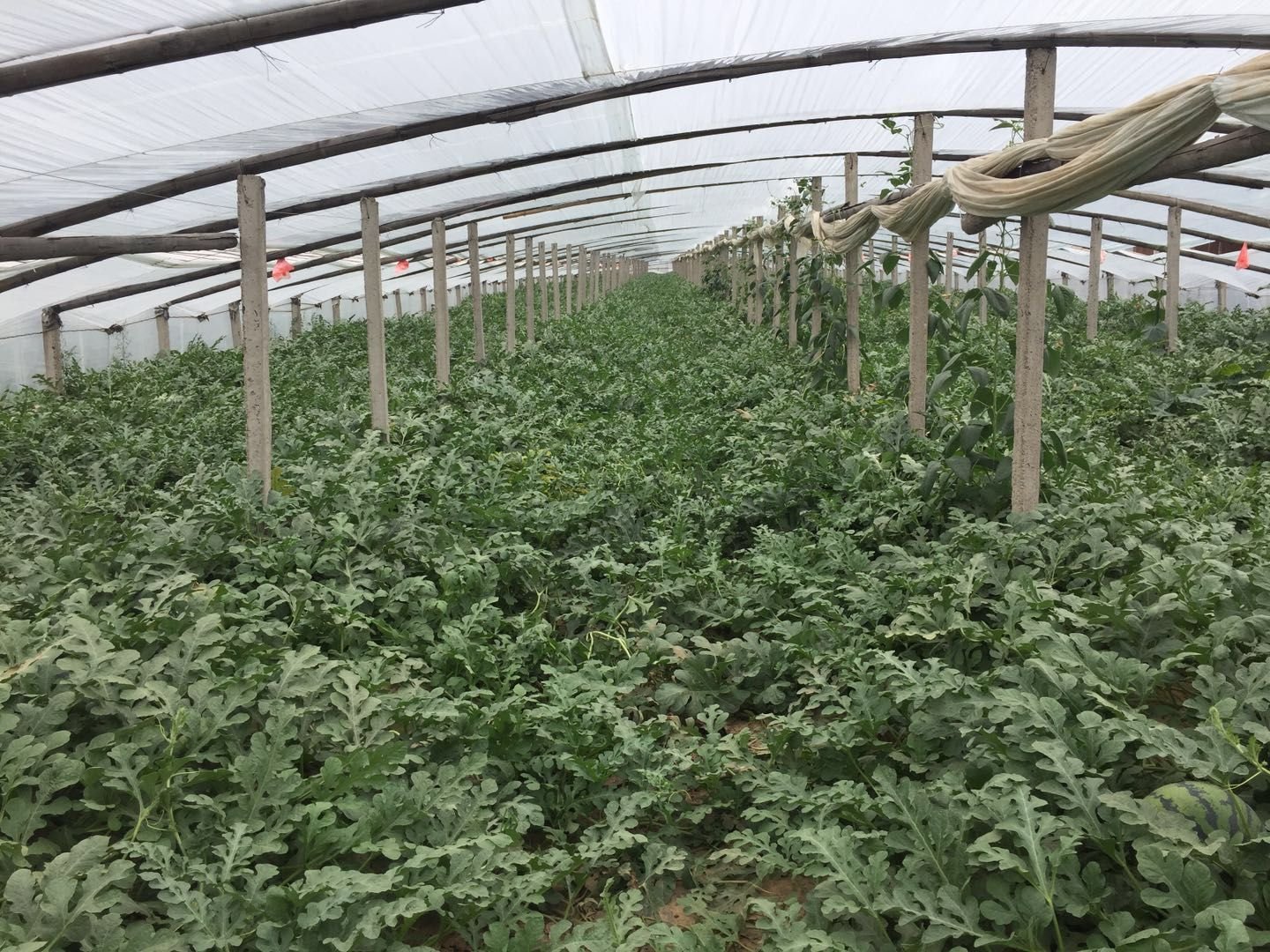 展示京欣8号西瓜在现代化种植环境下的生长情况,包括大棚种植和滴灌系统应用 京欣8号西瓜种植基地