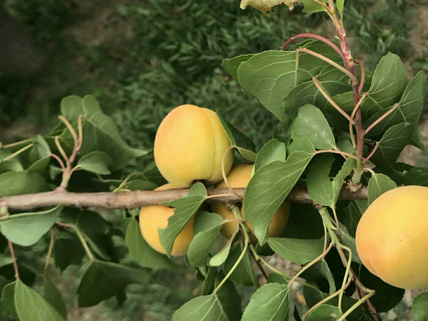 成熟金黄色的金太阳杏挂在树上,果实圆润饱满,表皮光滑呈金黄色,部分带有红晕,阳光照射下有光泽,背景为绿色树叶,展现自然生长状态 金太阳杏果实特写