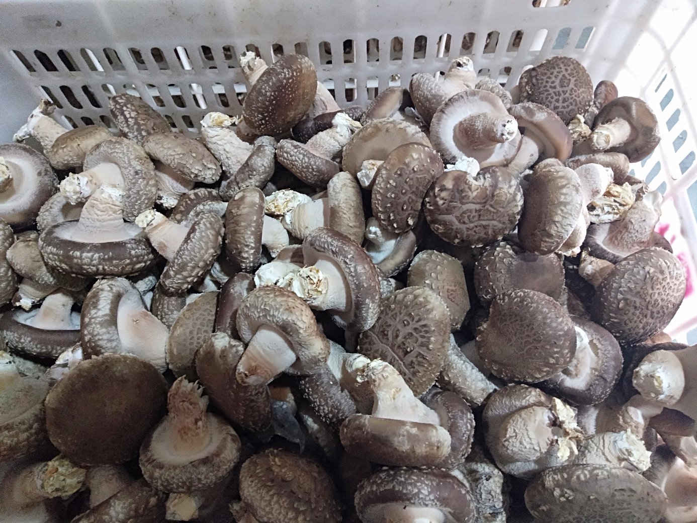 干香菇与新鲜香菇对比图