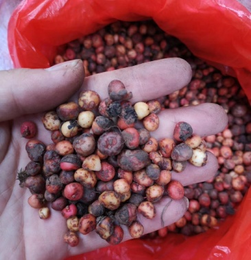 新鲜地下明珠陈伤子落地珍珠一斤