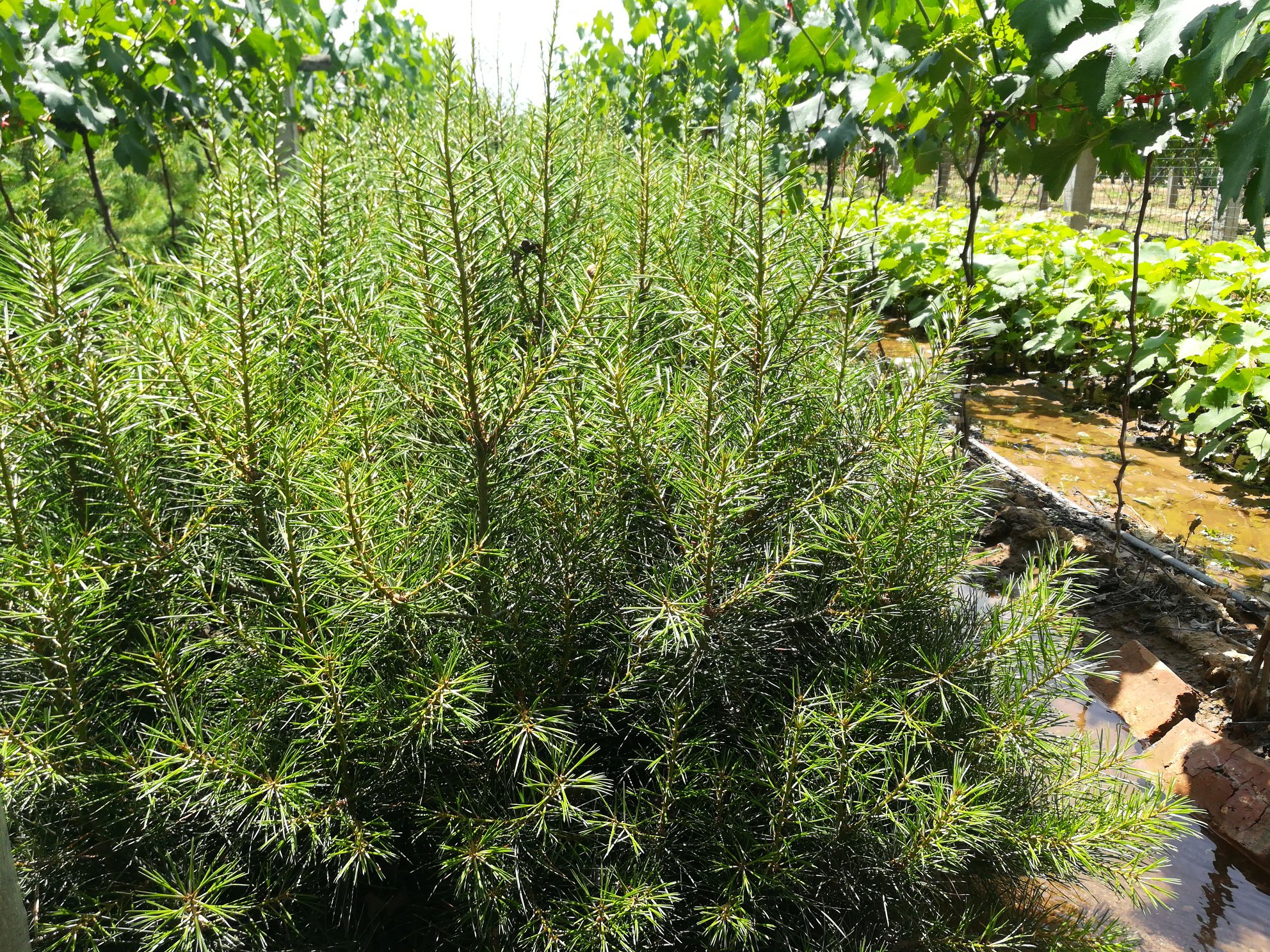 白皮松成年树木全景图