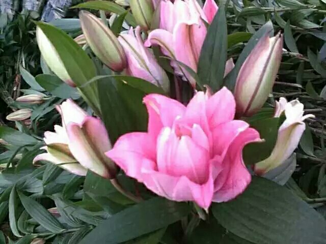 百合花结构解剖图