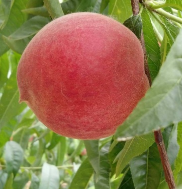 [桃批发]春密等小红桃价格2.50元/斤 - 一亩田