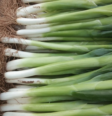 沟葱大葱质量好价格低谁要联系