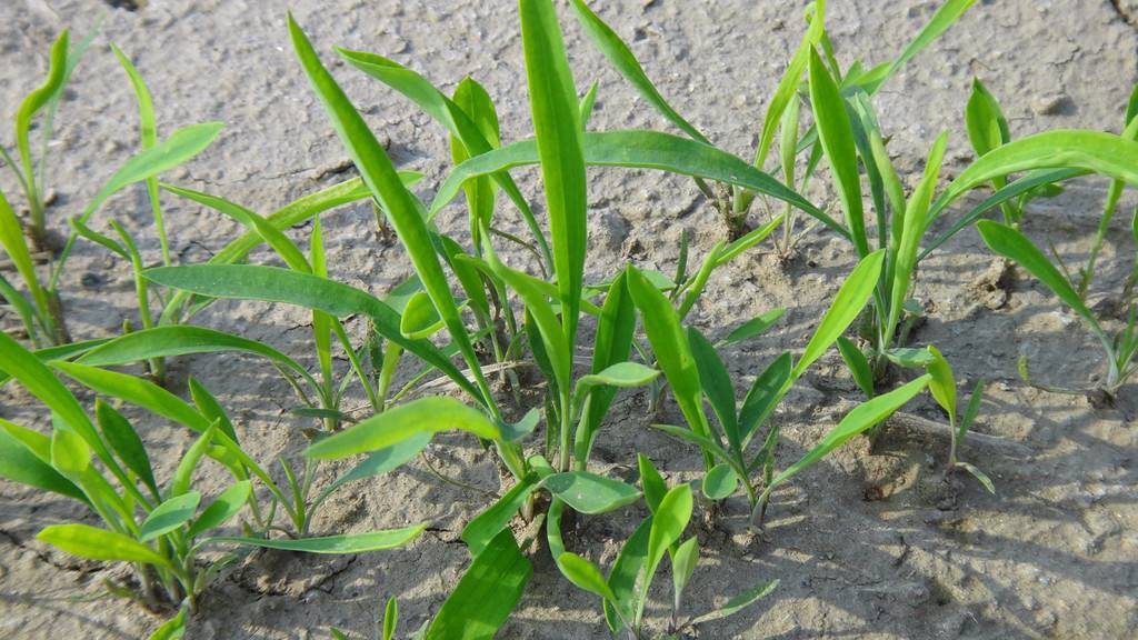 北柴胡种子与幼苗对比图