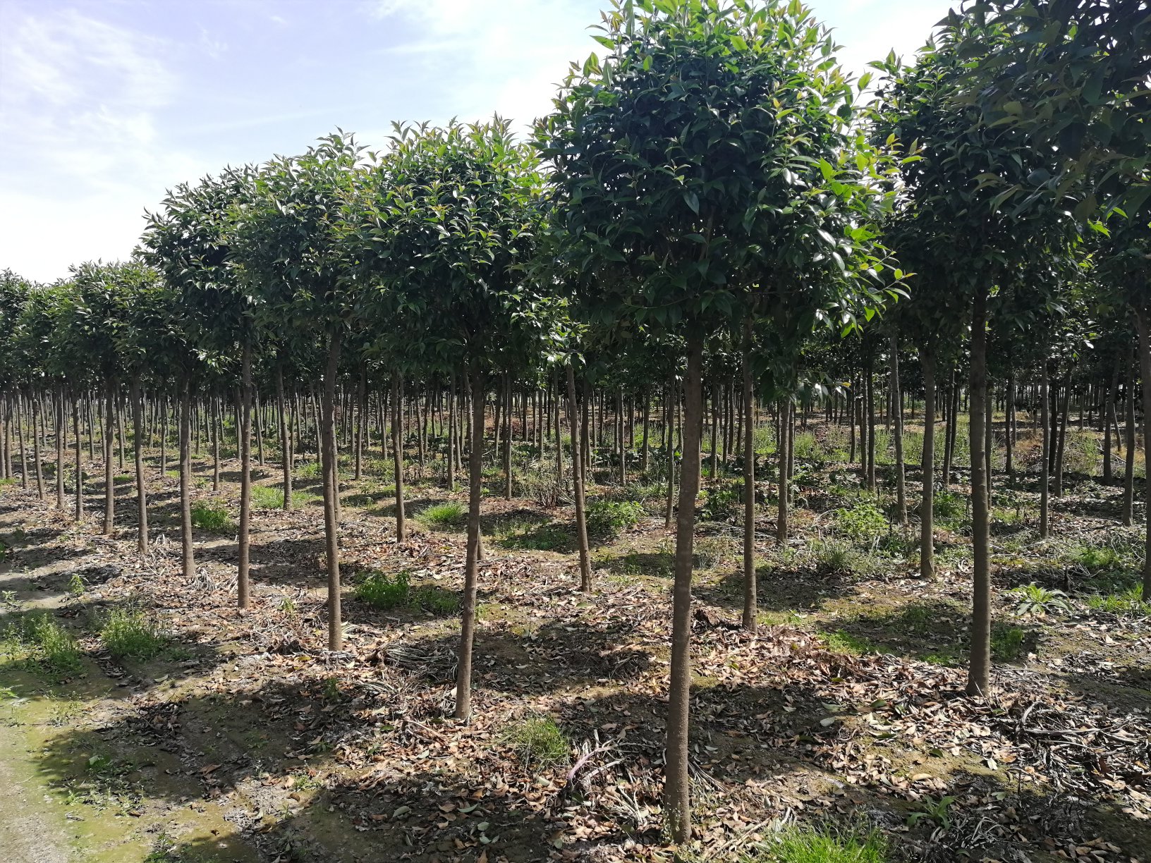 大叶女贞全株形态展示