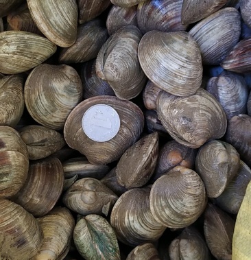 连云港虾塘蛤蜊,美贝,四不像,鲜美便宜